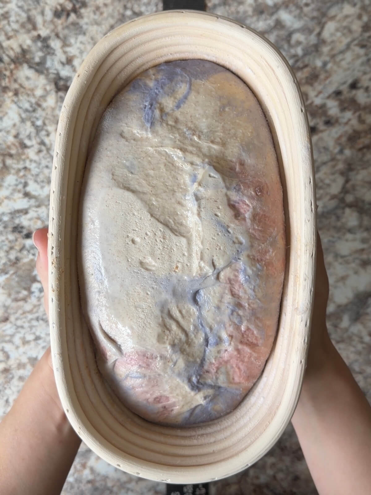 Red, white, and blue sourdough bread dough in an oval proofing basket before cold proofing overnight.