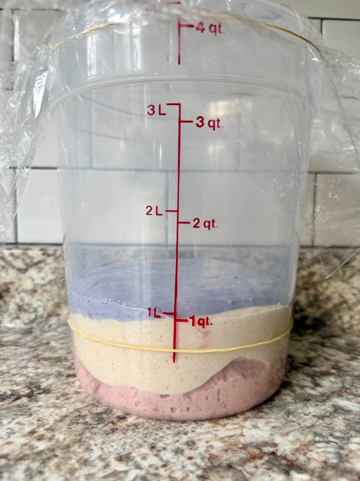 Red, white, and blue sourdough bread dough in a straight-sided container after bulk fermenting.