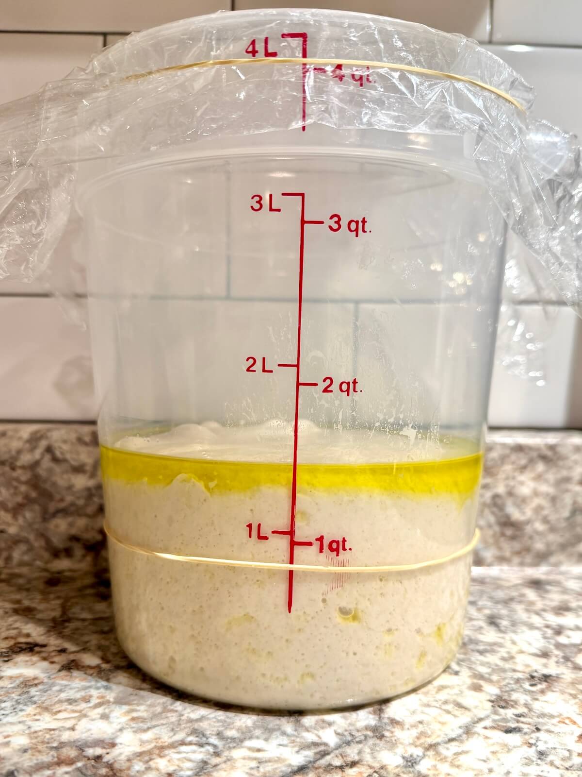 Sourdough discard focaccia dough coated in oil in a straight-sided container after bulk fermentation.