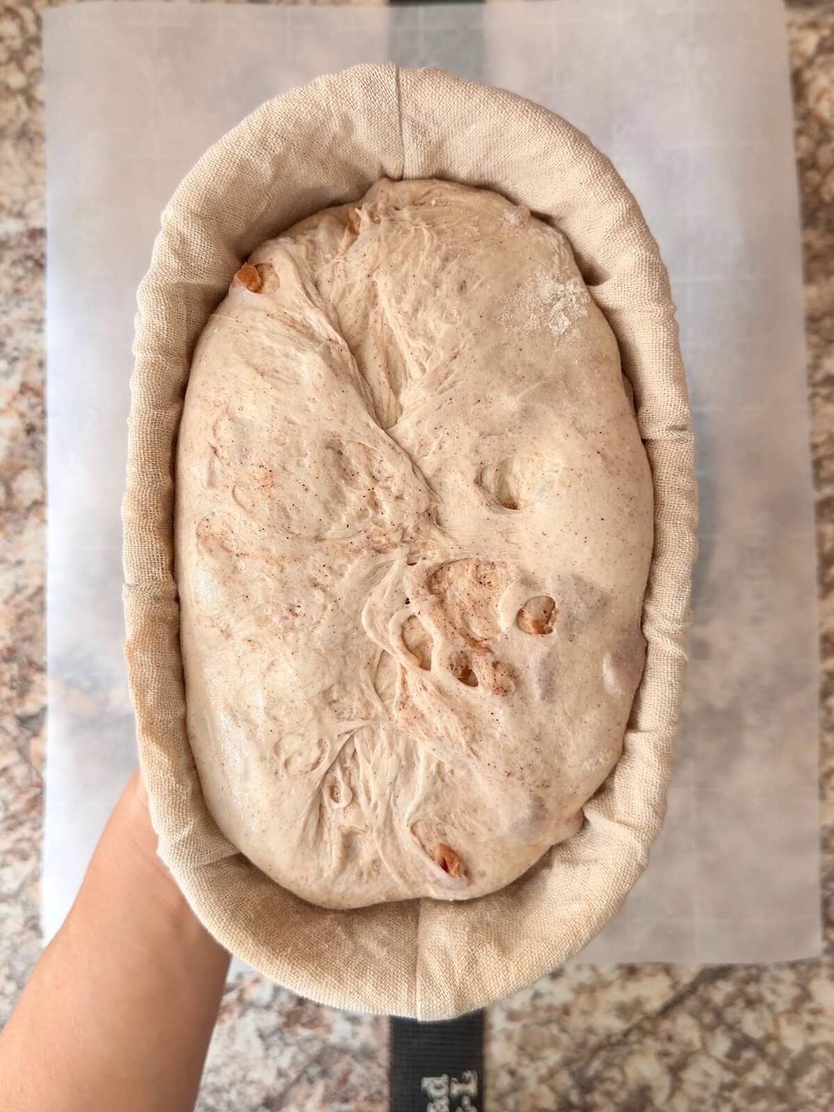 Apple cinnamon sourdough bread dough in an oval proofing basket after proofing.