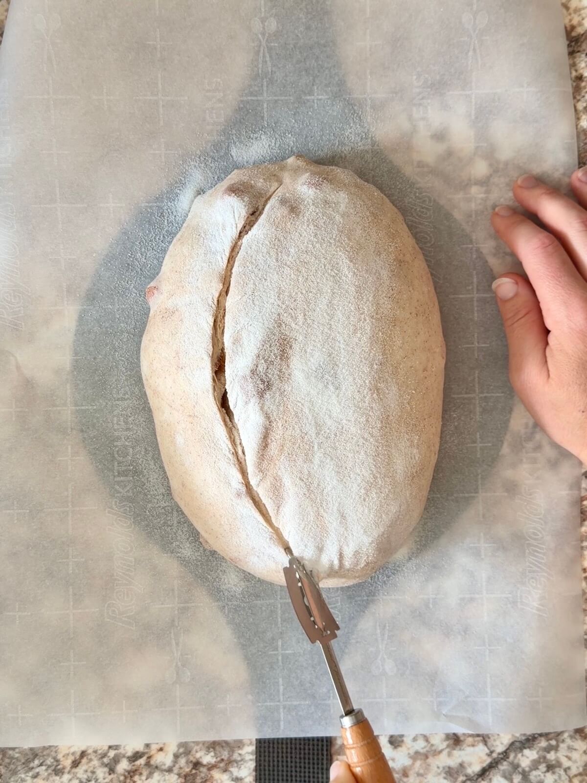 A loaf of cinnamon apple sourdough bread dough being scored before baking.