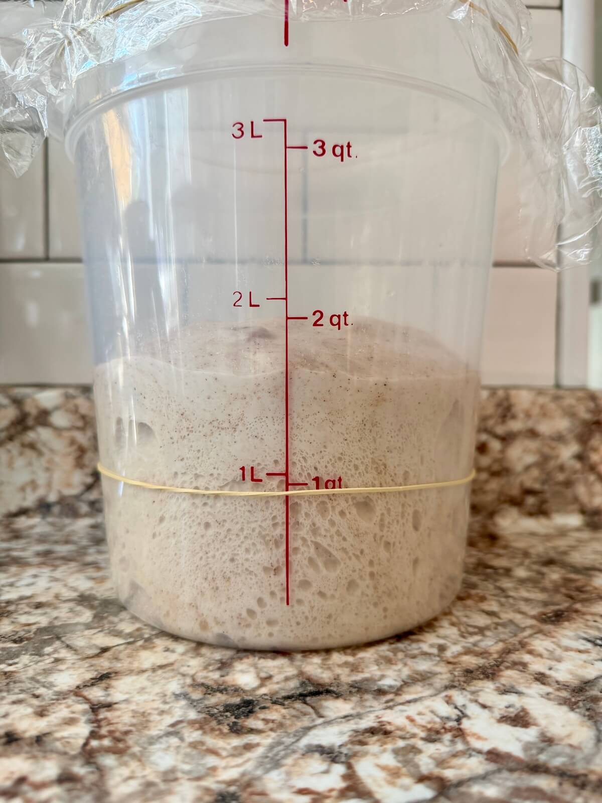 Apple cinnamon sourdough bread dough in a straight-sided container after bulk fermentation.