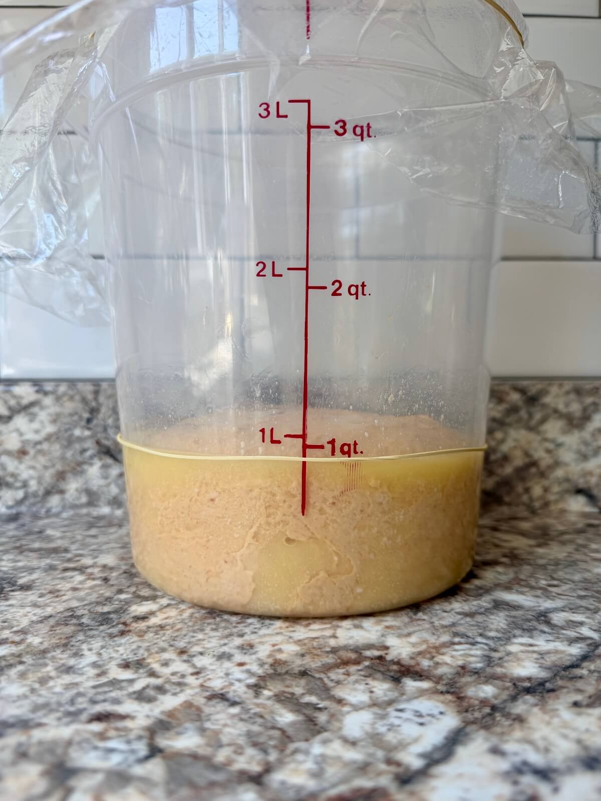 Pumpkin sourdough focaccia bread dough in a straight-sided container before bulk fermentation.