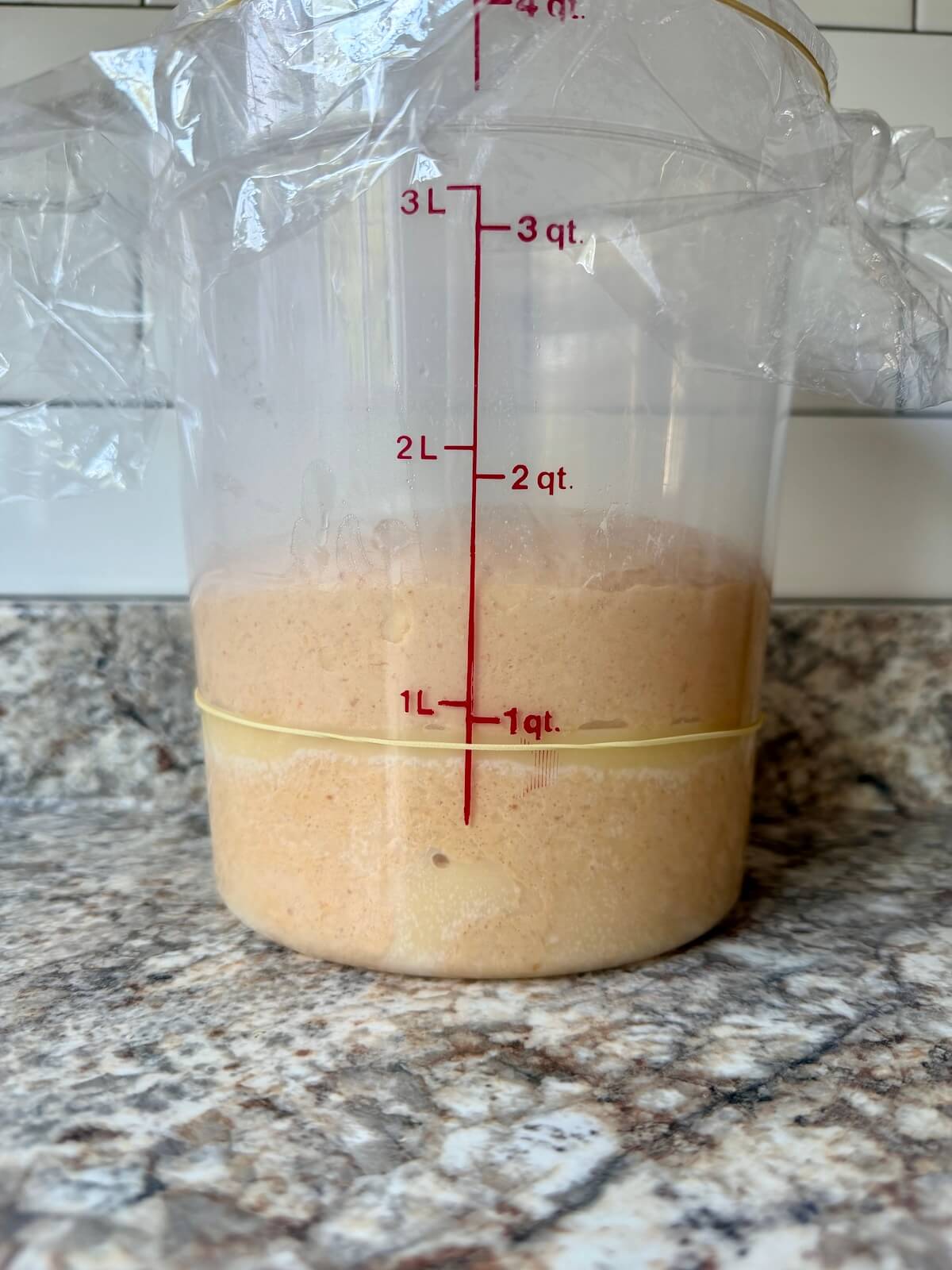 Pumpkin sourdough focaccia bread dough in a straight-sided container after bulk fermentation.