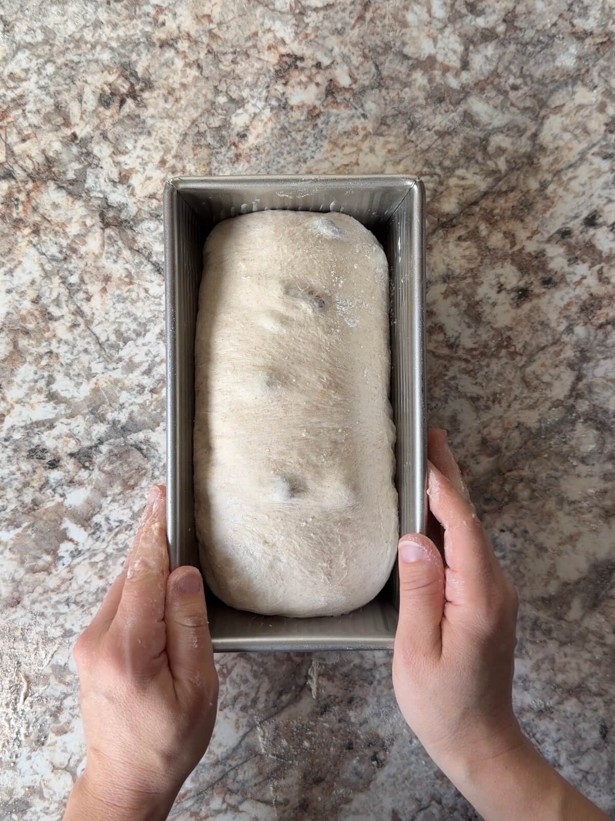 Sourdough cinnamon raisin bread dough in a buttered loaf pan.