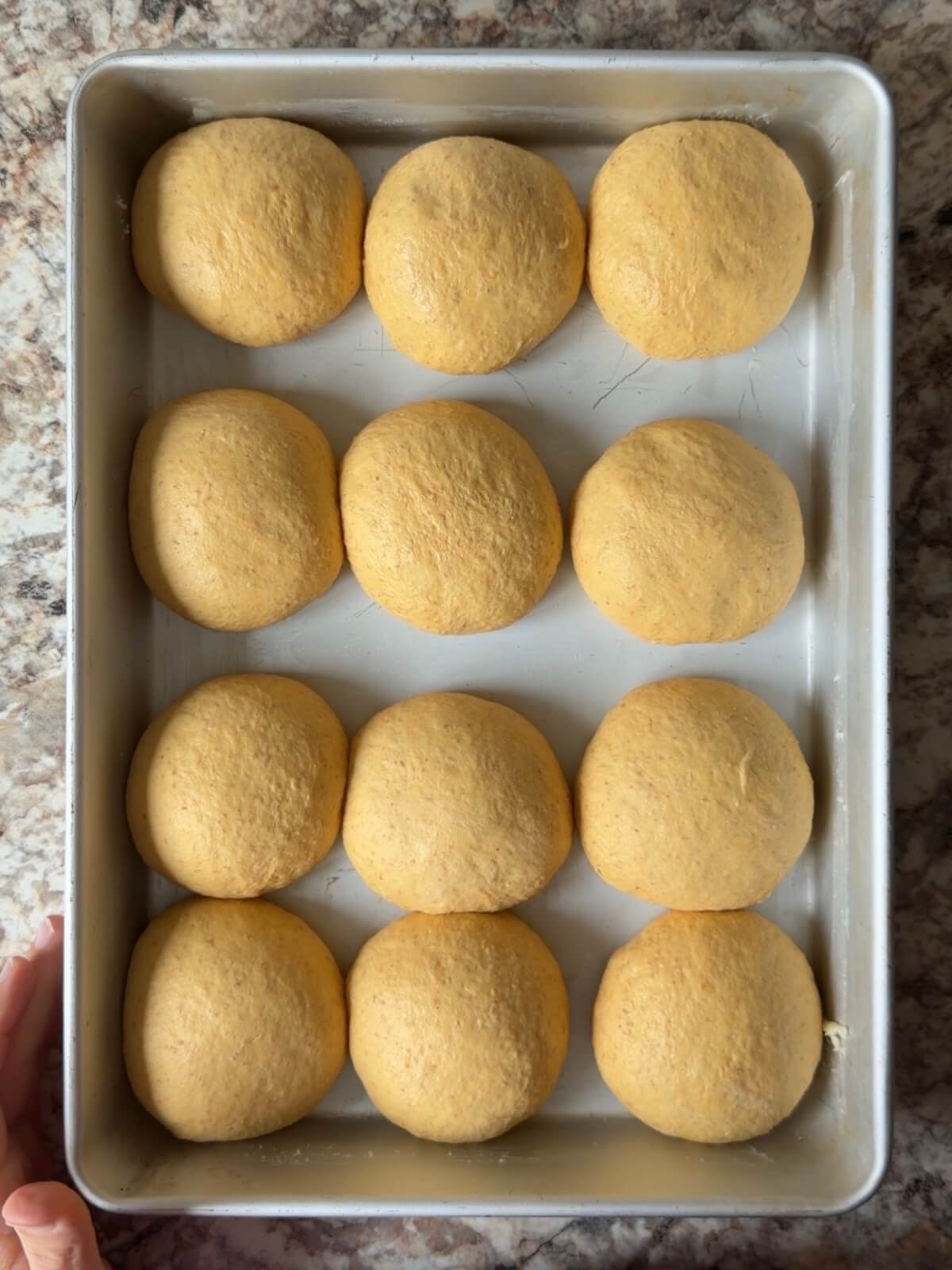 Twelve sourdough pumpkin dinner rolls in a buttered 9x13 inch baking pan after proofing.