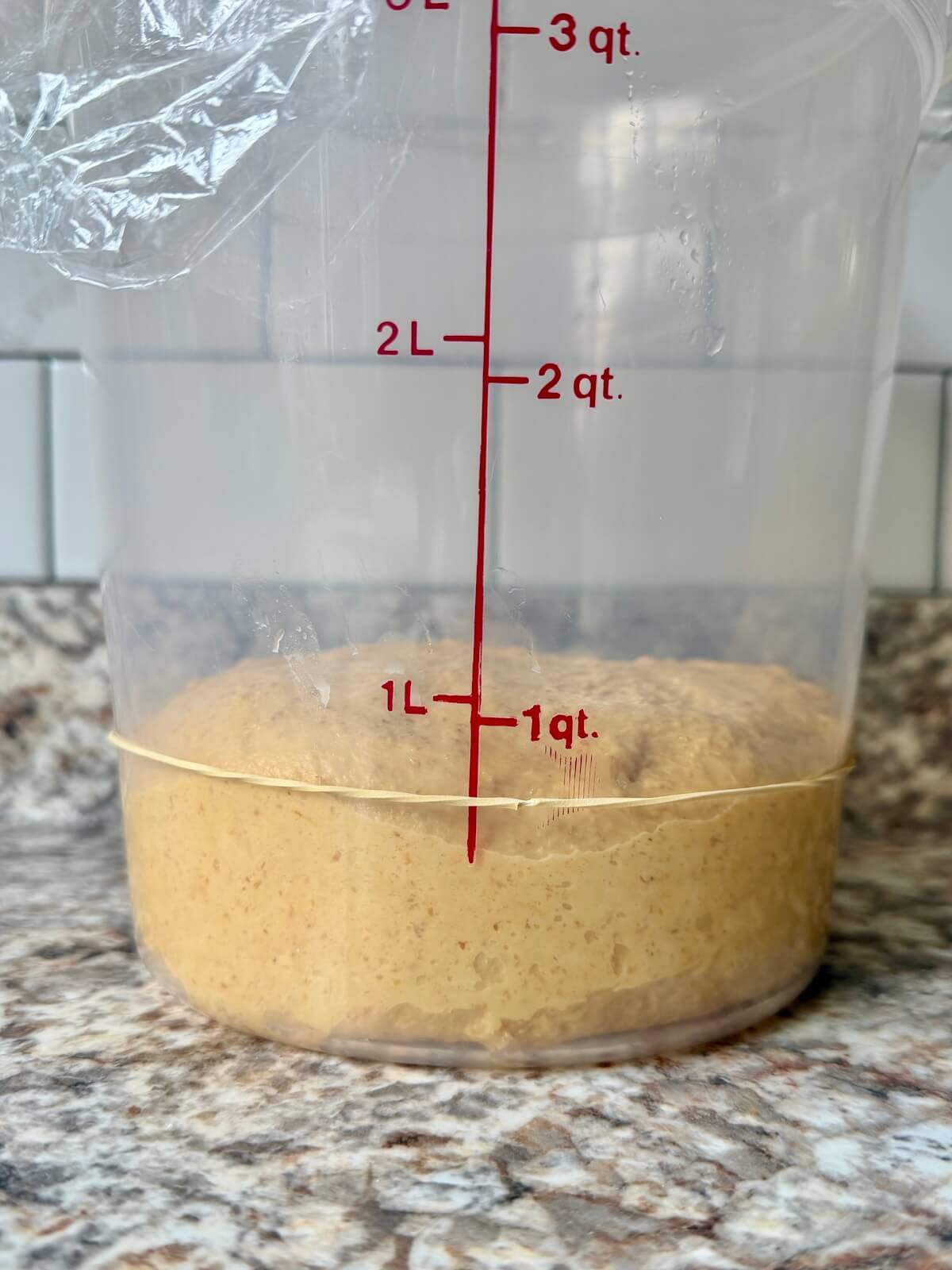 Pumpkin sourdough dinner roll dough in a straight-sided container before bulk fermentation.