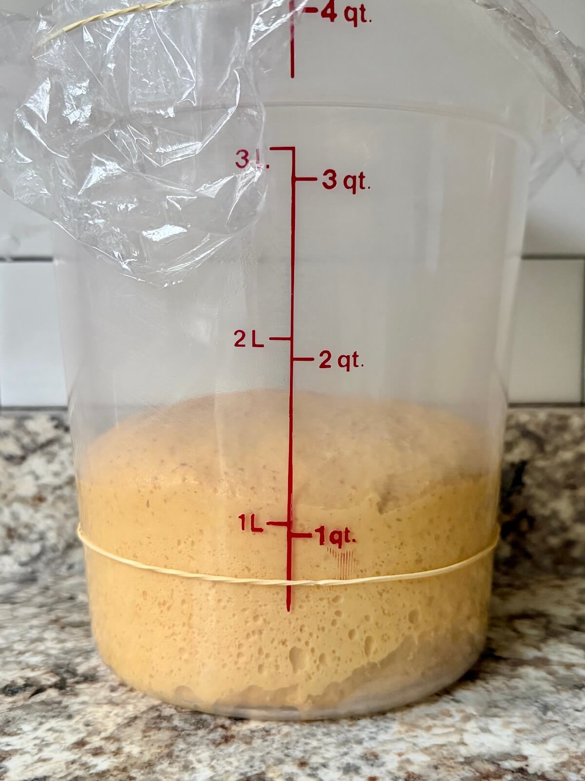 Pumpkin sourdough dinner roll dough in a straight-sided container after bulk fermentation.