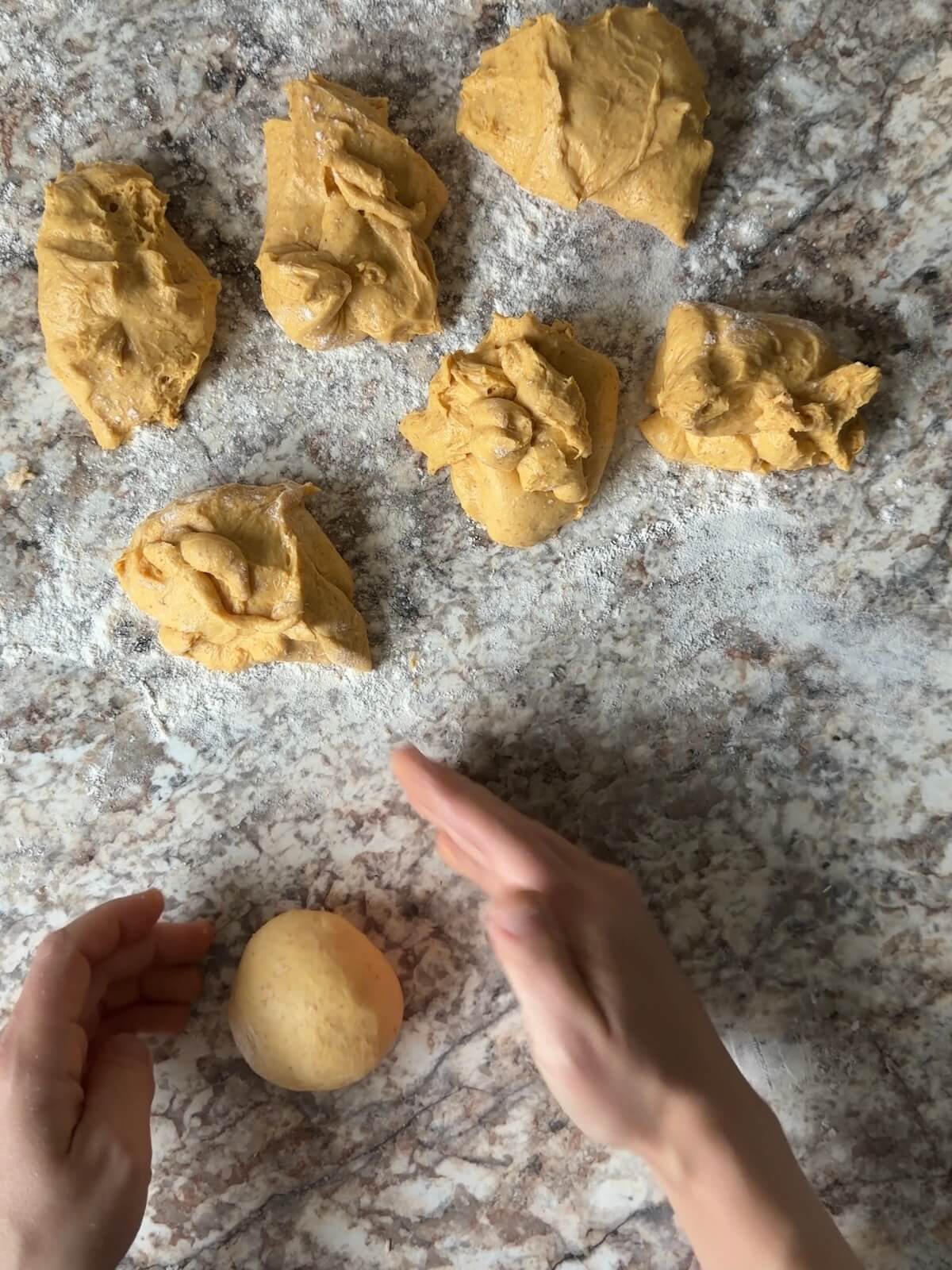 Pumpkin sourdough dinner roll dough being divided and shaped on a floured counter.
