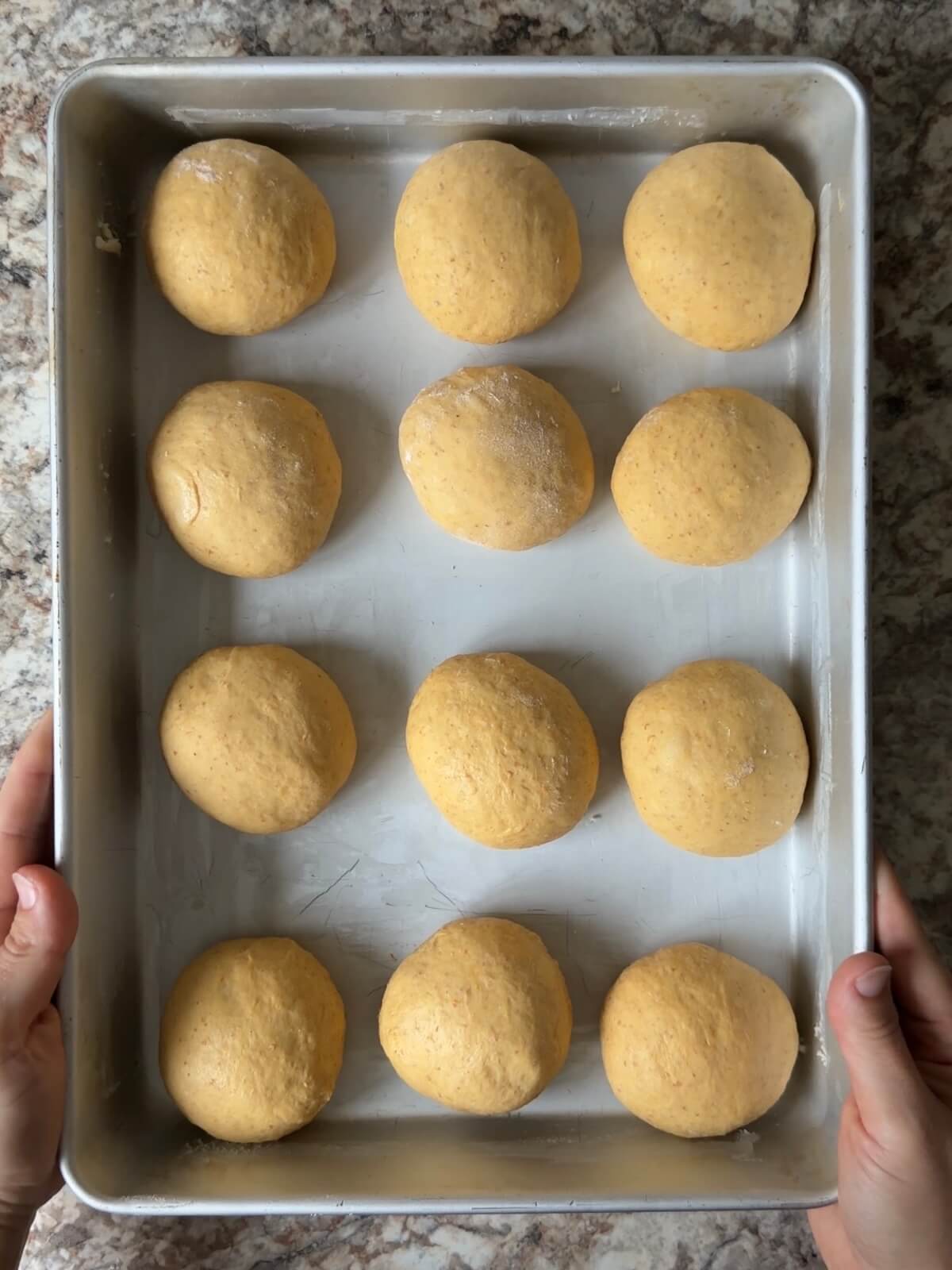 Twelve sourdough pumpkin dinner rolls in a buttered 9x13 inch baking pan before proofing.