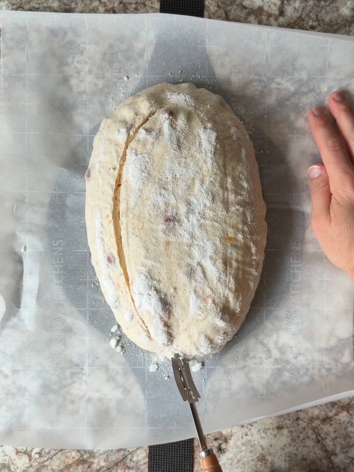Cranberry orange sourdough bread dough being scored with a lame on a piece of parchment paper.