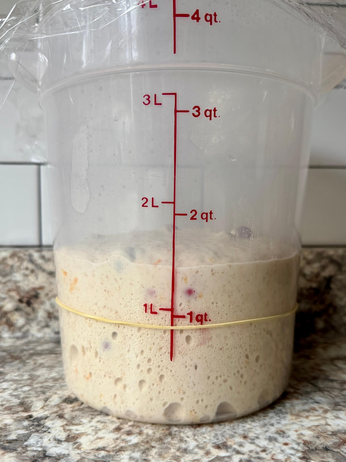 Cranberry orange sourdough bread dough in a straight-sided container after bulk fermenting.