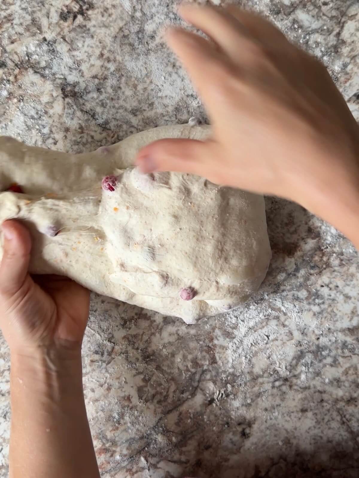 Cranberry orange sourdough bread dough being shaped on a floured counter.
