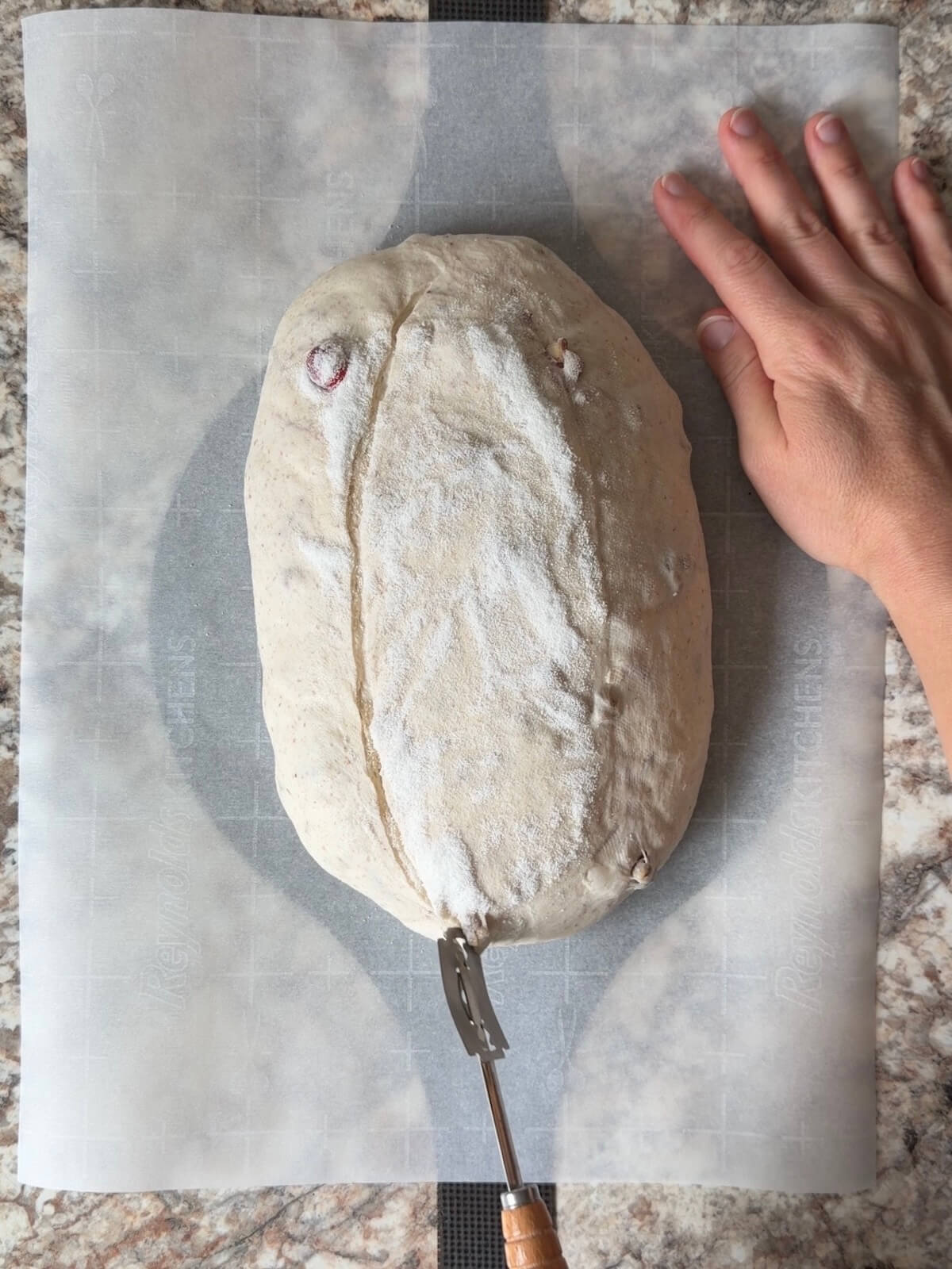 Cranberry walnut sourdough bread dough being scored with a lame on a piece of parchment paper.