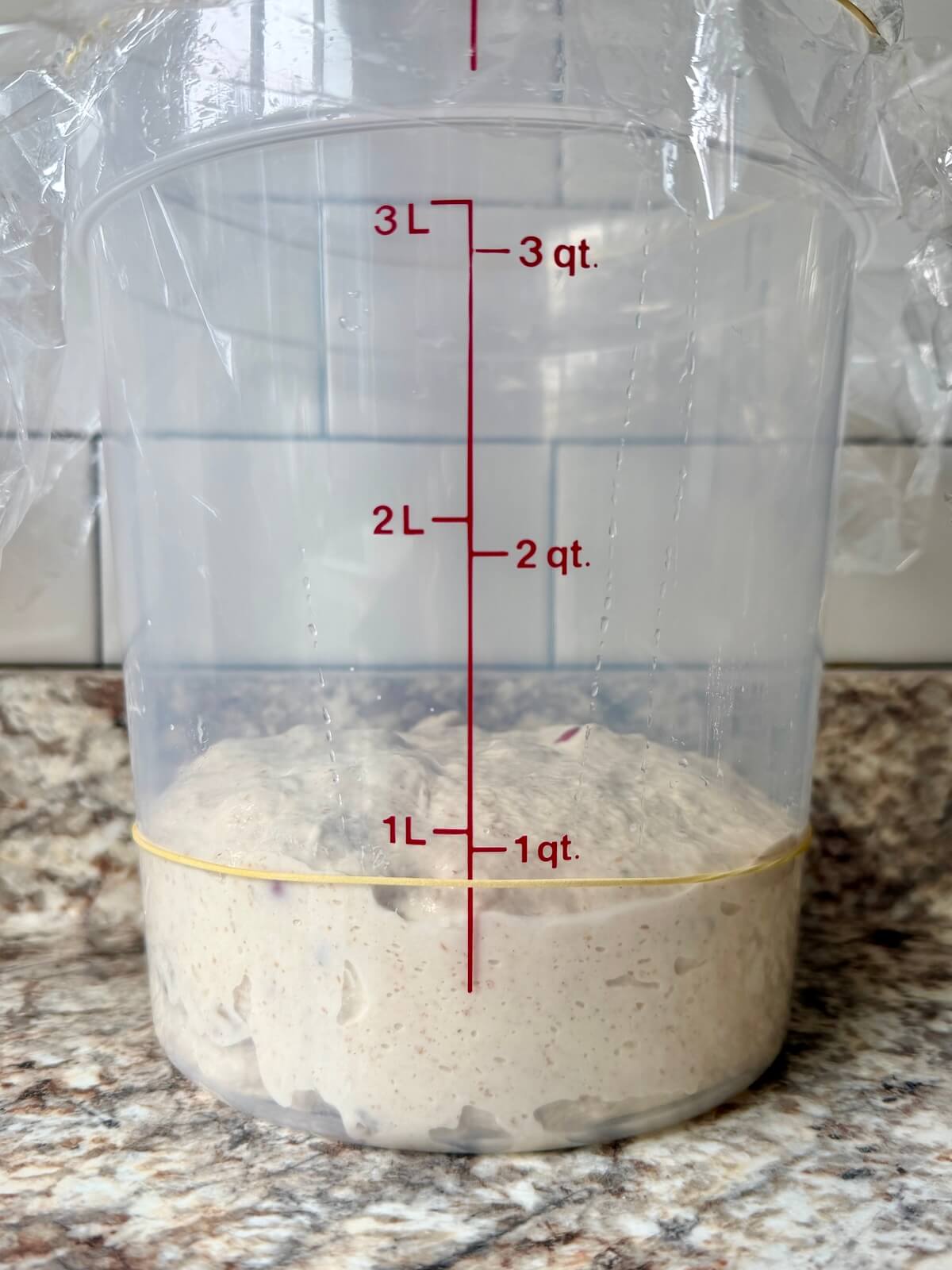 Cranberry walnut sourdough bread dough in a straight-sided container before bulk fermenting.