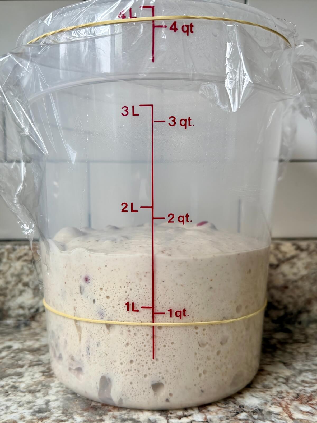 Cranberry walnut sourdough bread dough in a straight-sided container after bulk fermenting.